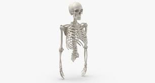 The anatomy of a floating rib. Real Human Rib Cage Spine Male Skull Calvicle Scapula And Arms Bones Anatomy White 01 3d Modell Turbosquid 1657193