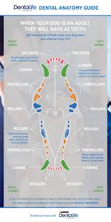 Maybe you would like to learn more about one of these? Dog Dental Chart Canine Dental Anatomy Purina