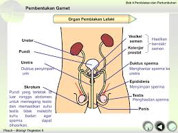 Nota kreatif (ringkas) biologi spm (tingkatan 4 dan tingkatan 5). Chapter 4 Pages 1 50 Flip Pdf Download Fliphtml5