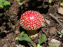 There are no known poisonous look alikes. Mushrooms Found In Colorado Deadly Psychedelic And Everything In Between
