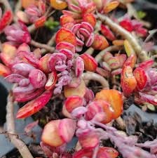 Image result for Kalanchoe humilis