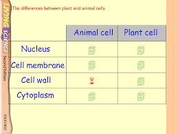 A difference between plant cells and animal cells is that most animal. The Differences Between Plant And Animal Cells What Are The Differences Between Them Animal Cells Plant Cells Ppt Download