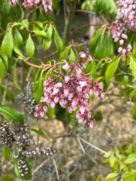 Image result for Averrhoa carambola