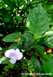 Image result for Barleria randii
