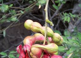 Image result for Pithecellobium dulce