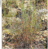 Image result for Digitaria