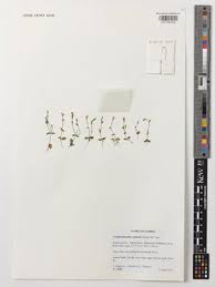 Image result for Crepidorhopalon spicatus