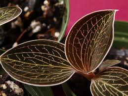 Anoectochilus Sp Macodes Lowii Jewel Orchid Terrarium Macodes Anoectochilus Ebay
