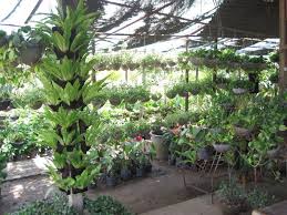 A Great Place To Buy Plants At Low Prices Bulacan Philippines Buy Plants Plants All About Plants