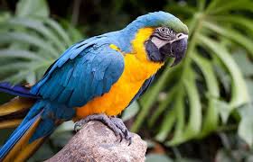 Among the countries that offer more exotic species to the world, those with tropical forests are the first, since they are the place of origin of large numbers of these birds. Blue Gold Macaw These Beautiful Macaw Parrots Are Found In South American Rain Forests Such As The Amazon Basin Ideal Cute Pet Names Funny Birds Pet Names