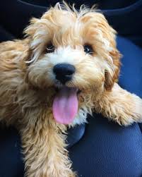 New and used items, cars, real estate, jobs, services, vacation rentals and more virtually anywhere in 7 adorable cockapoo puppies are ready to go to their furever home. Find Cockapoo Puppies Near Me