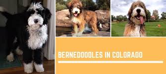 Follow us on social media to be the first to know when our waiting list reopens. Bernedoodles In Colorado Bernese Love