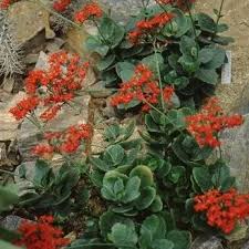 Image result for Crassulaceae