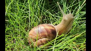 We did not find results for: Aventuri La Firul Ierbii Melcul Relaxing Video Youtube