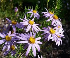 Image result for Felicia filifolia