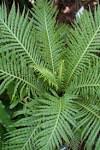 Image result for Blechnum ivohibense