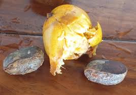 Image result for Pouteria