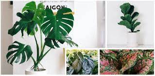 Tanaman sri rejeki atau aglonema. 6 Tanaman Hias Berdaun Besar Yang Bikin Rumah Makin Hijau Dan Asri