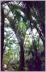 Image result for Raphia australis