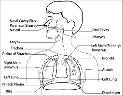 Select from 35870 printable crafts of cartoons, nature, animals, bible and many more. Cool Anatomy Coloring Book Respiratory System Sugar And Spice