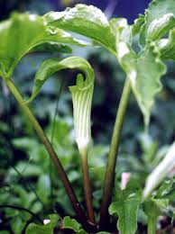 The leaves bruise under my satchel of rice cakes, father's moon woodblock, a rose tea bowl. Arisaema Amurense