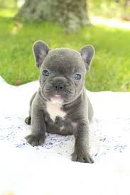These common colors of french bulldog range between $1400 to $2000 on the east coast but many bad, greedy breeders will attempt to charge a minimum price their puppies. French Bulldog Price