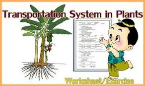 Transport In Plants Xylem Phloem Worksheet Plant Adaptations Plants Worksheets Plants