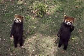 Red pandas are actually classified as carnivores. Red Panda Facts Behavior Habitat Diet
