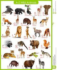 Another commonly seen animal in the zoo animals names list is the crocodile. Chart Of A To Z Wild Animals Stock Vector Image 55756259 Animal Pictures For Kids Wild Animals List List Of Animals