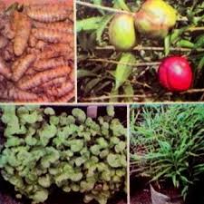 1 2 bonggol temulawak 2 ruas jari jahe 7 lbr daun sirih 1 cup gula. Manfaat Tanaman Obat Temulawak Jeruk Nipis Daun Sirih Dan Patah Tulang