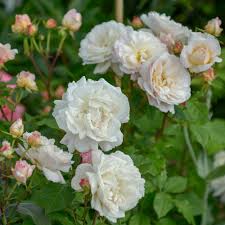 It's one of the world's favorite florists. Where To Buy Plants Online During The Coronavirus Lockdown The Best Places To Buy Flowers Plants Trees Veg And More