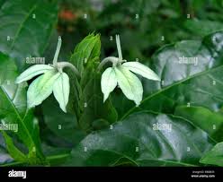 Image result for Ecbolium clarkei