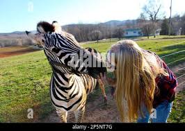 Carolyn Inman gives Joey the zebra a kiss at Snow Creek Ranch on ...