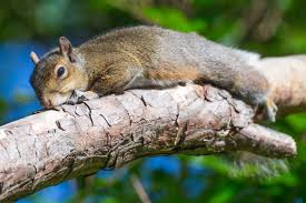 Maybe you would like to learn more about one of these? How To Keep Squirrels Out Of Your Garden Squirrelcontrol Ca