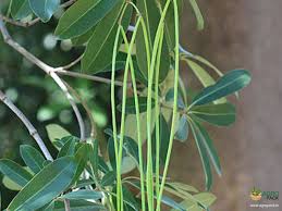 Image result for Holarrhena