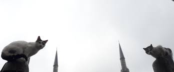 Eyup Sultan Damla Ficici Sultan