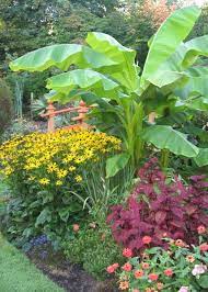 Pin By Carolyn H On Gardening Banana Trees Landscape Tropical Garden Design Tropical Landscaping