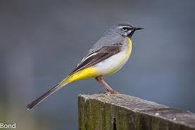 We have everything you are looking for! Grey Not Yellow Wagtail Picture Of Brockholes Nature Reserve Preston Tripadvisor