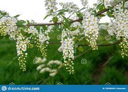 More images for albero con fiori profumatissimi » Albero Fiori Bianchi Profumati