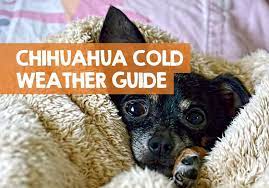 Chihuahua Cold Weather How To Keep A Chihuahua Warm In Winter
