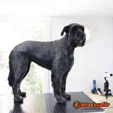 Rus Terrier Model Tirasi Kopek Kedi Kopek Kedi