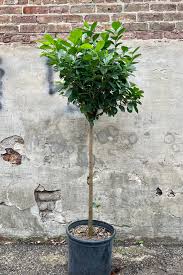Image result for Fuirena microcarpa
