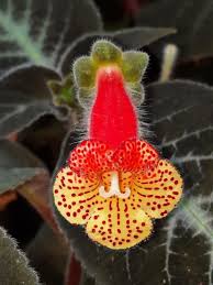Image result for Kohleria