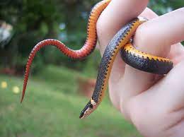 Southern Ringneck Snake Snake Animals Florida Tattoos
