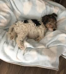 Que Vago Hermoso Fox Terrier Puppy Wire Fox Terrier Puppies Wire Fox Terrier