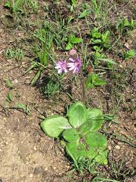 Image result for Senecio speciosus