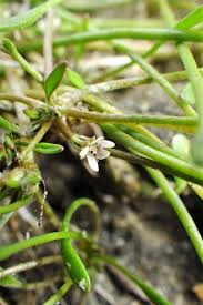 Image result for Limosella