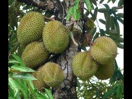 Check spelling or type a new query. Ø´Ø¬Ø±Ø© Ø§Ù„Ø¯ÙˆØ±ÙŠØ§Ù† Youtube