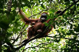The tropical rainforests are mostly found within 10 degrees north or south of the equator where the temperature is hot all year round and the rainfall can be heavy (over 250 cm rainfall a year). Borneo Wildlife Wwf