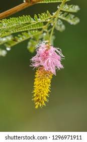 Image result for Chascanum hederaceum